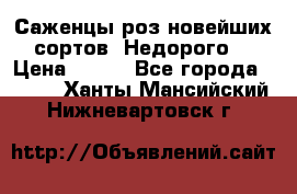 Саженцы роз новейших сортов. Недорого. › Цена ­ 350 - Все города  »    . Ханты-Мансийский,Нижневартовск г.